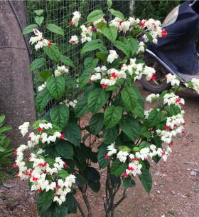 龙吐珠冬天会开花吗？如何确保冬季开花？