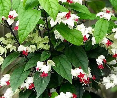 龙吐珠冬天会开花吗？如何确保冬季开花？