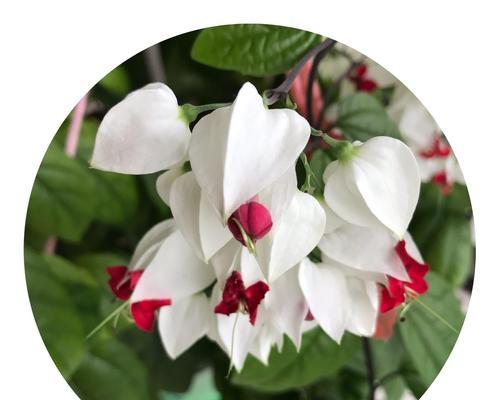 龙吐珠冬天会开花吗？如何确保冬季开花？