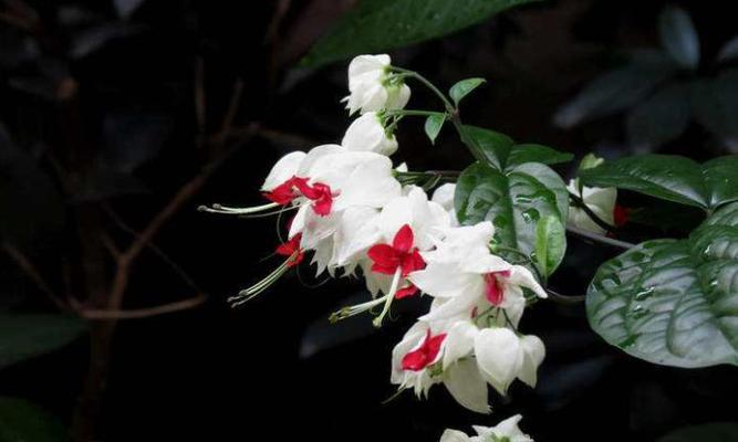 龙吐珠花有毒吗？如何安全种植和养护？