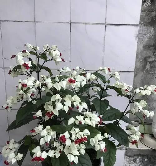 龙吐珠花修剪技巧是什么？剪枝步骤有哪些？