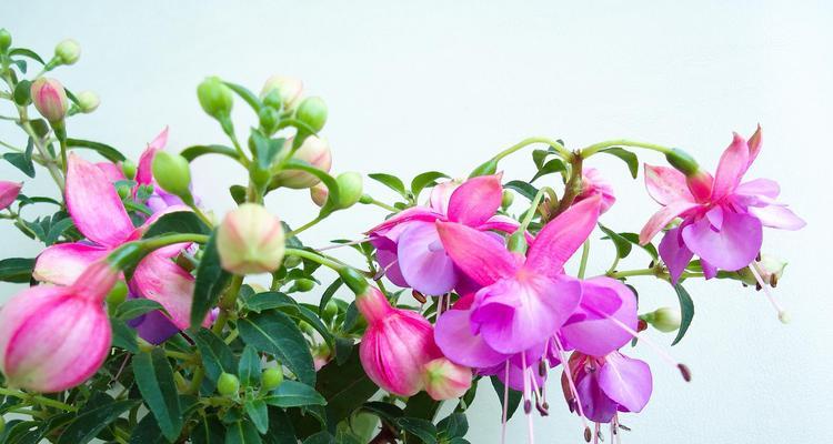 龙吐珠花修剪技巧是什么？剪枝步骤有哪些？