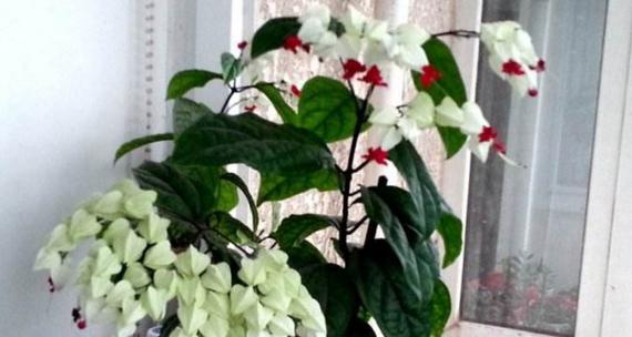 龙吐珠花养护方法是什么？如何正确浇水和施肥？
