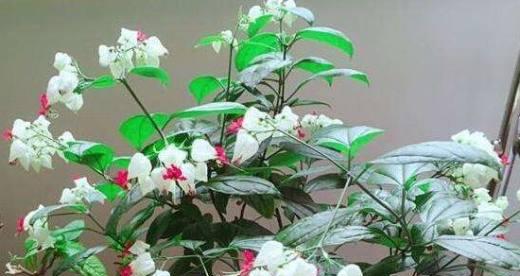 龙吐珠花养护方法是什么？如何正确浇水和施肥？