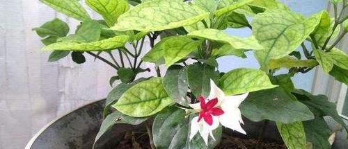 龙吐珠换土的最佳时间是什么时候？换土方法有哪些？