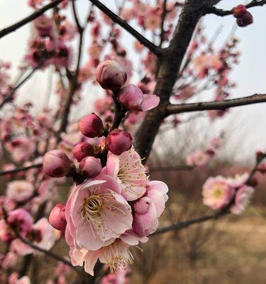 红梅花的花语代表什么？如何理解红梅花的含义？