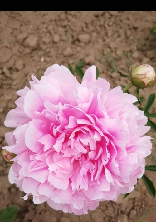 红牡丹花花语是什么？如何正确解读红牡丹的含义？