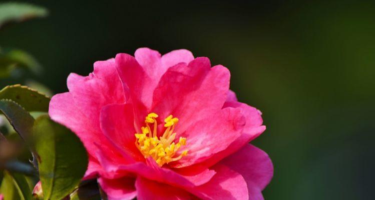 红色茶梅代表什么？红色茶梅的花语有哪些含义？
