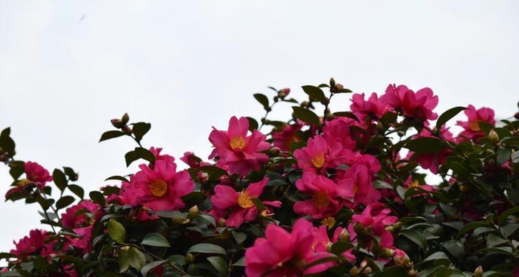 红色茶梅代表什么？红色茶梅的花语有哪些含义？