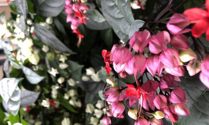 龙吐珠开花时间及频率？如何确保其正常开花？