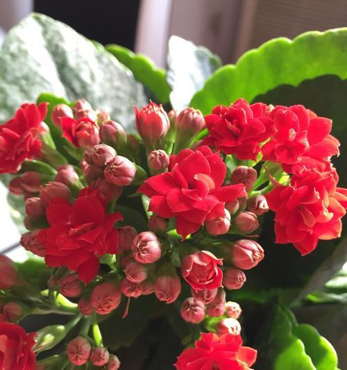红色长寿花的花语是什么？如何正确养护红色长寿花？