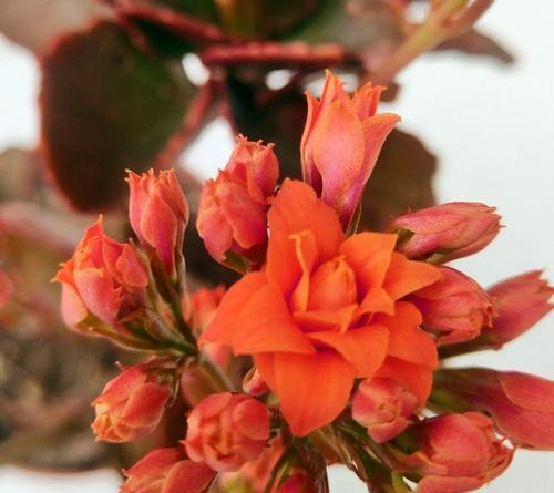 红色长寿花的花语是什么？如何正确养护红色长寿花？