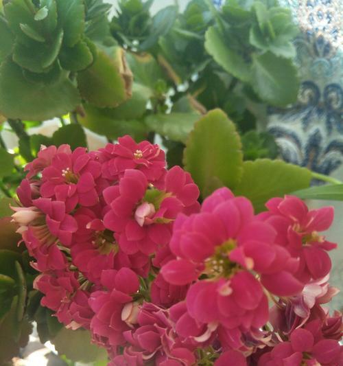 红色长寿花的花语是什么？如何正确养护红色长寿花？
