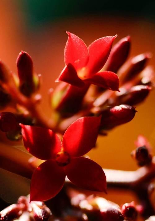 红色长寿花花语是什么？如何正确解读？