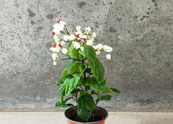 龙吐珠施什么肥最好？如何正确施肥促进其生长？