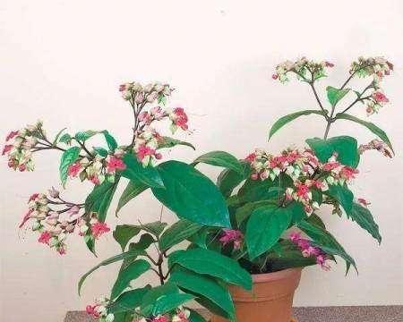 龙吐珠施什么肥最好？如何正确施肥促进其生长？