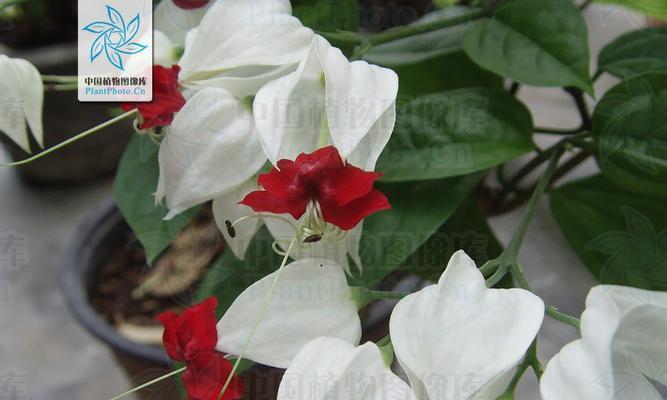 龙吐珠属于草本植物还是木本植物？如何区分？
