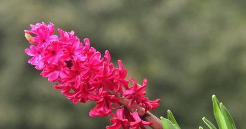 红色风信子花语代表什么含义？