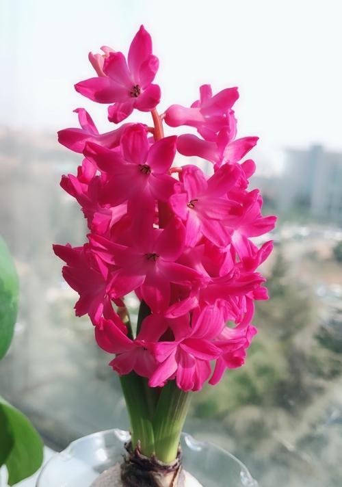 红色风信子花语代表什么含义？