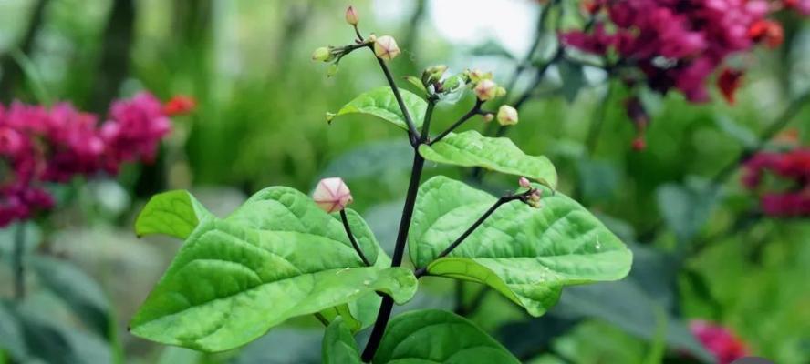 龙吐珠喜阴还是喜阳？如何正确养护龙吐珠植物？