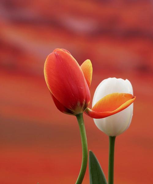 红色和黄色的郁金香花代表什么？它们的花语和象征意义是什么？