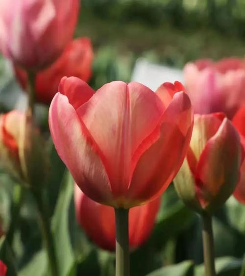 红色和黄色的郁金香花代表什么？它们的花语和象征意义是什么？