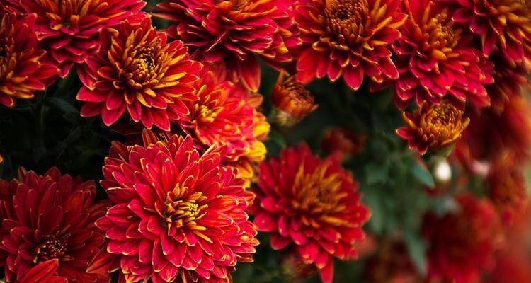 红色菊花赤炎的花语有哪些含义？