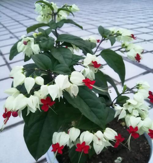 龙吐珠有毒吗？室内养护需要注意什么？