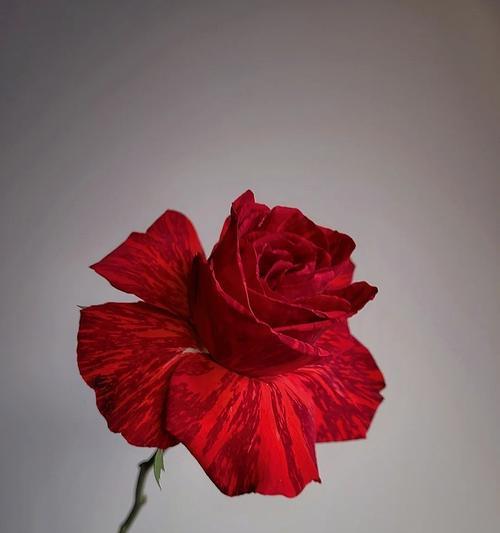 红袖玫瑰花语是什么？如何正确表达爱意？