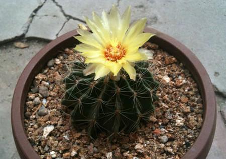 龙王球开花时间是什么时候？几月份开花最合适？