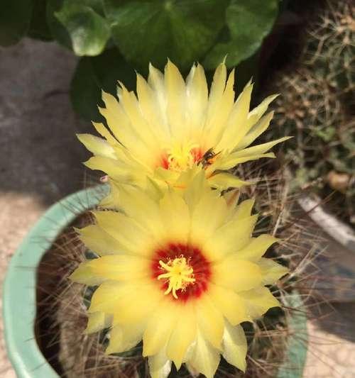 龙王球开花时间是什么时候？几月份开花最合适？