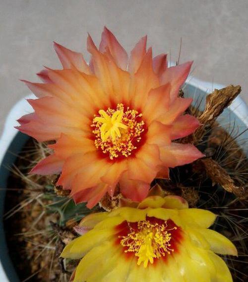 龙王球开花时间是什么时候？几月份开花最合适？