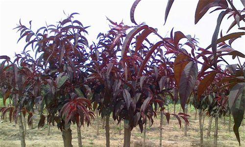 红叶碧桃花语是什么意思？如何正确解读红叶碧桃花的花语？