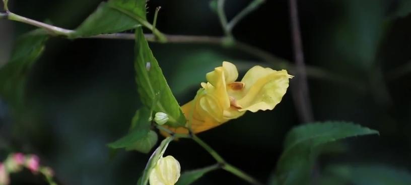 龙虾花开花月份与季节是什么时候？