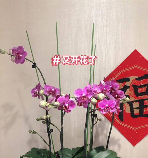 蝴蝶兰花开代表什么？如何正确解读其花语含义？