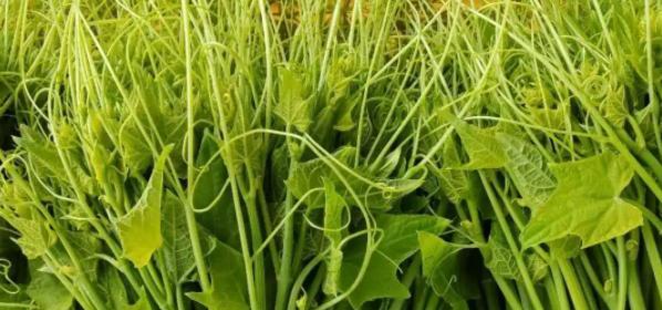 龙须菜生长在哪里？如何在家庭环境中种植龙须菜？
