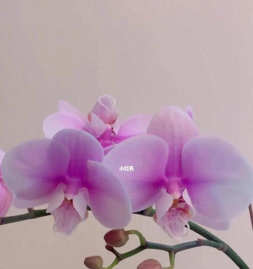蝴蝶兰花语的含意是什么？如何正确解读蝴蝶兰的花语？