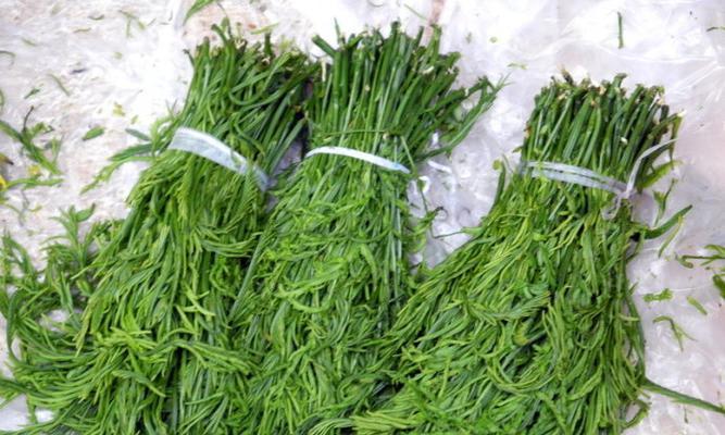 龙须菜生长在哪里？如何在家庭环境中种植龙须菜？