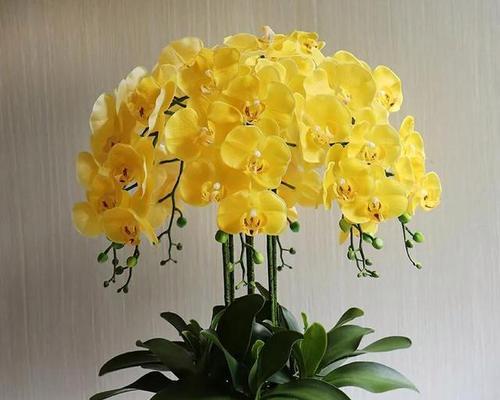 蝴蝶兰花语的含意是什么？如何正确解读蝴蝶兰的花语？