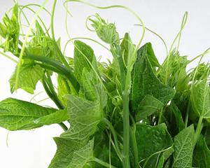 龙须菜真的是南瓜苗吗？常见误区解答