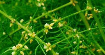龙须菜和南瓜藤是同一种植物吗？常见误解有哪些？