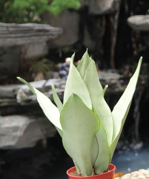 虎皮兰花的花语是什么？如何养护才能花开不断？