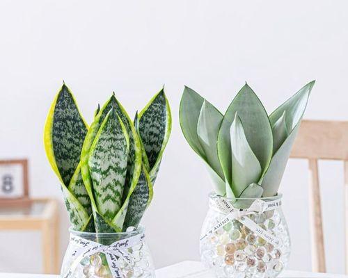 虎皮兰花的花语是什么？如何养护才能花开不断？