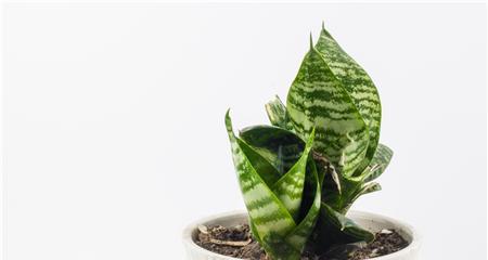 虎皮兰花语是什么？了解虎皮兰的象征意义和养护技巧？