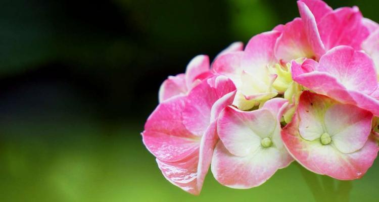 花和名称是什么意思？如何理解各种花卉的象征意义？
