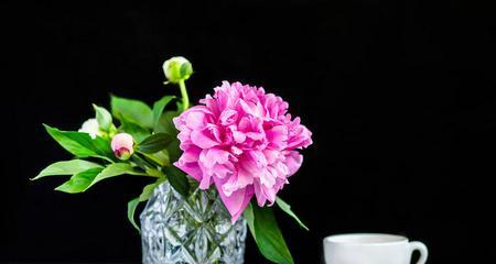 花瓶里插枝牡丹寓意是什么？如何正确插枝？