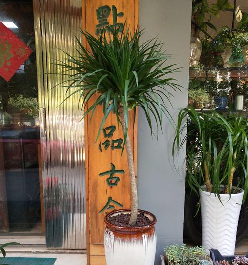 龙须兰适合在室内养吗？室内养殖需要注意哪些事项？
