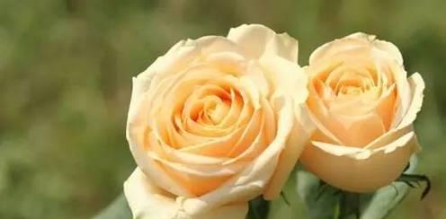 9支玫瑰花语是什么？送花时需要注意什么？