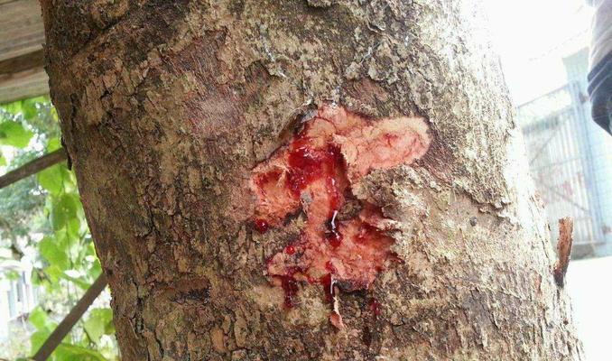 龙须树的汁液有毒吗？接触后应该注意什么？