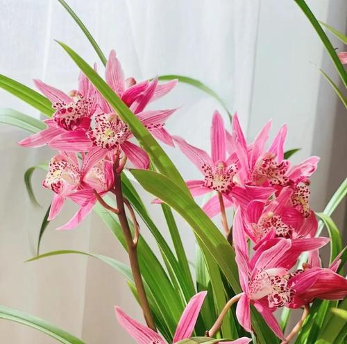 黄兰花的寓意和花语是什么？黄兰花的象征意义有哪些常见疑问解答？